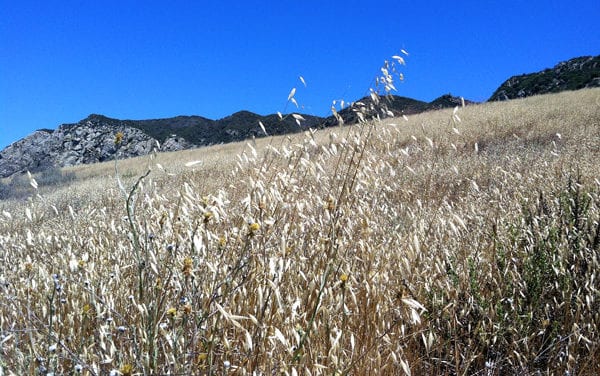little campsite in the big woods
